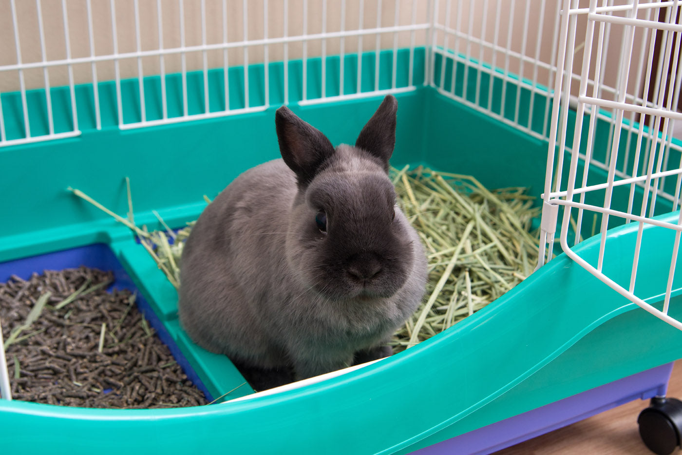 IRIS USA Mobile Wire Animal House， Green