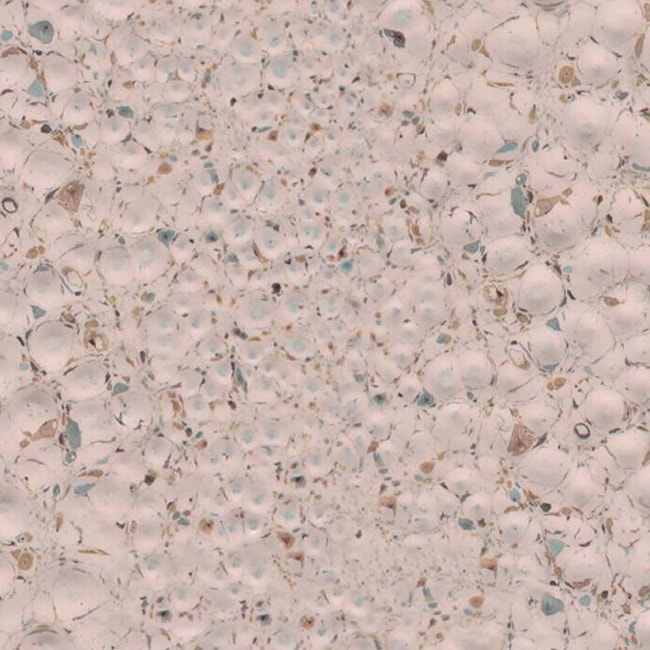 A AND E CAGE COMPANY LLC Folding Travel Bird Carrier (18 x 19)