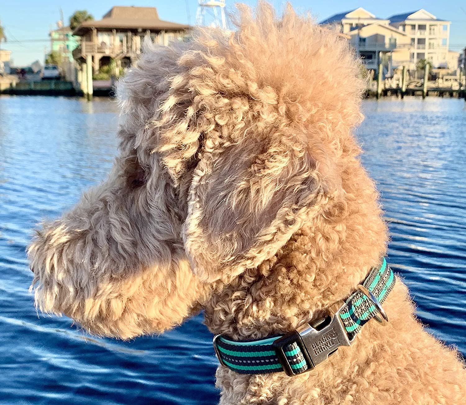 Black Rhino - Classic Striped Adjustable Dog Collar for Small Medium Large Breeds | 3m Reflective Threading | 4 Bright Colors - Matching Leashes Sold Separately (Aqua Striped， Large)