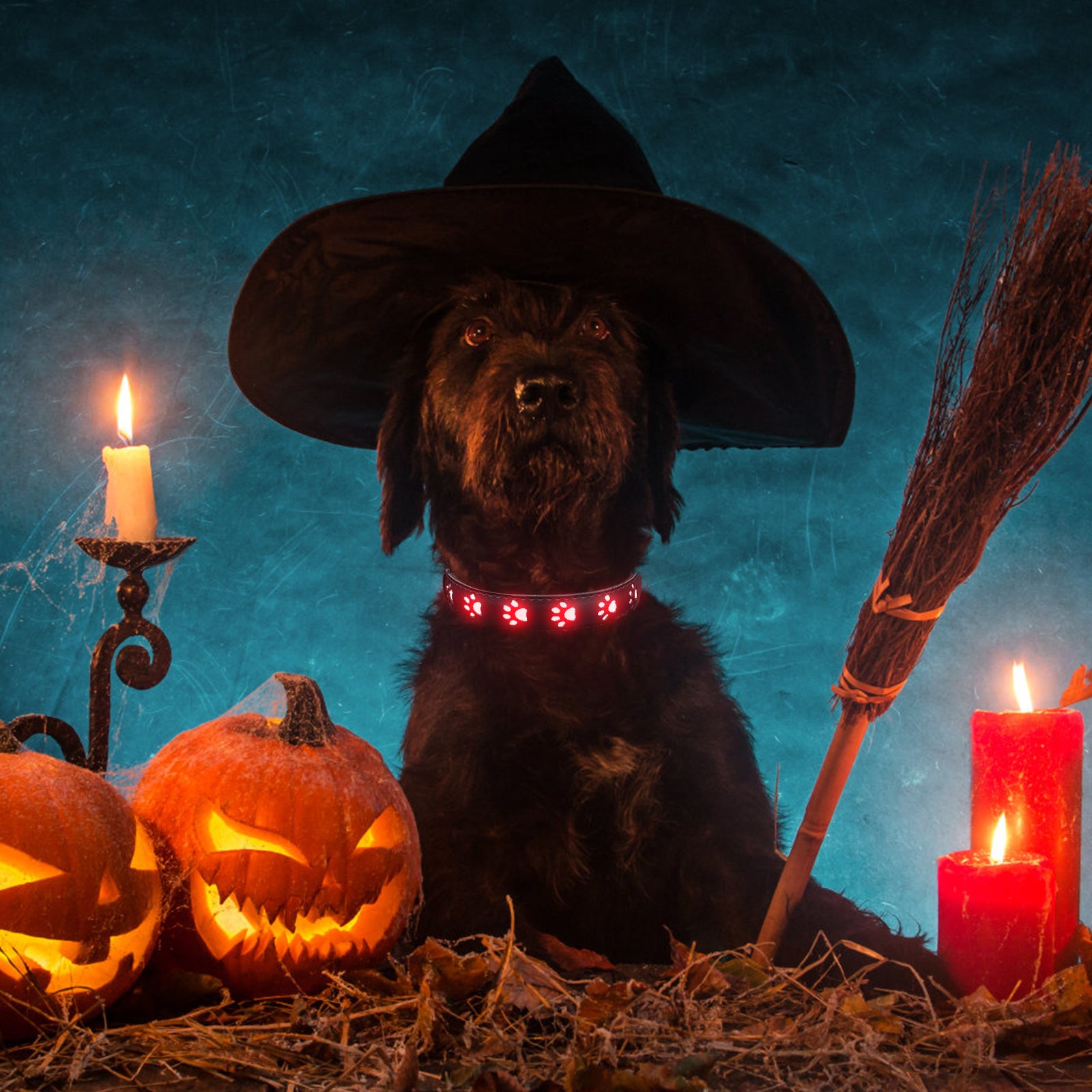 Dog Collar， AMIR LED Dog Collar Rechargeable Light Up Dog Collars Waterproof Dog Collar Dog Necklace for Night Walking Small Medium Large Dogs