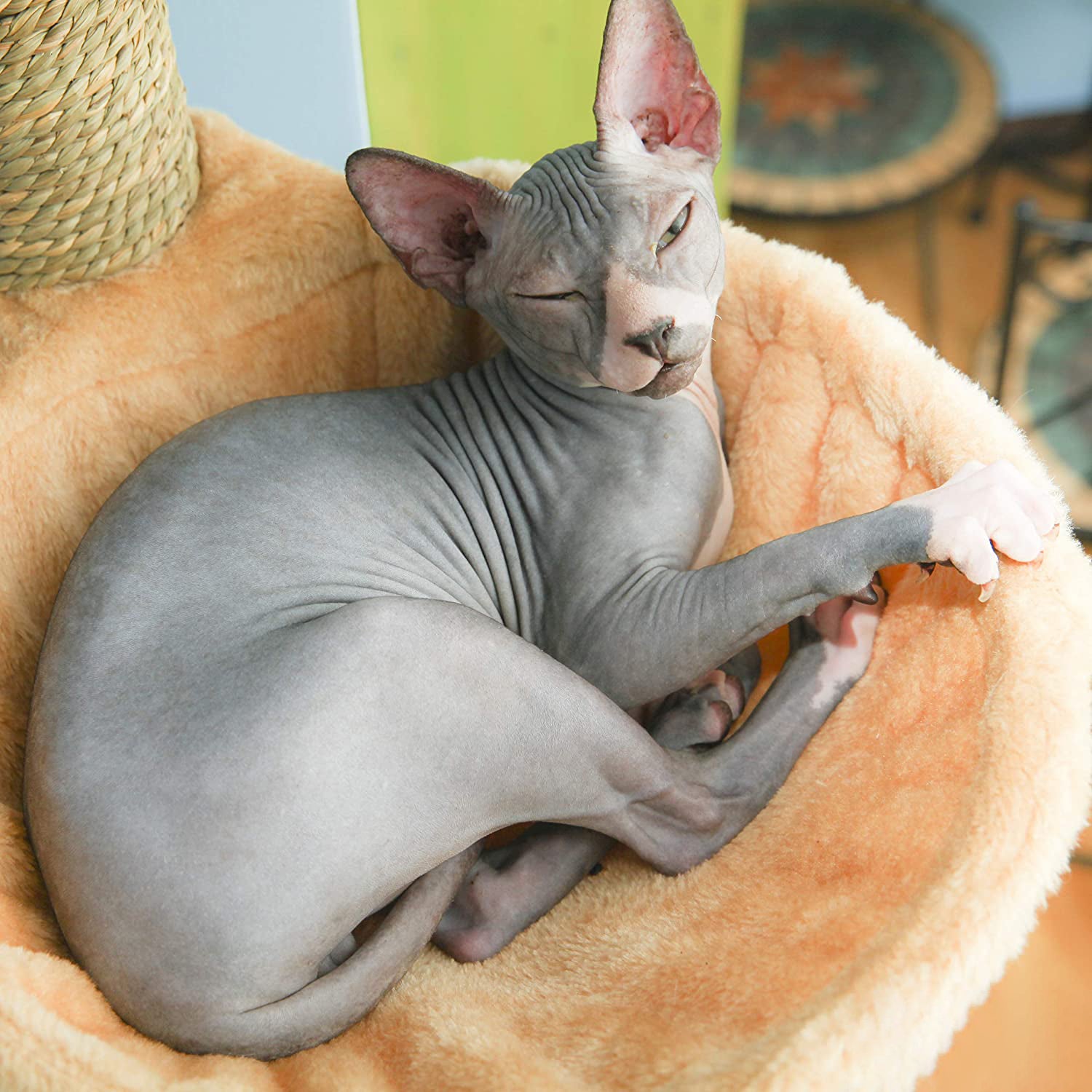 Wall Mounted Cat Scratching Post Multi Level Cat Shelves with Solid Wood Steps and Sunny Seat Hammock