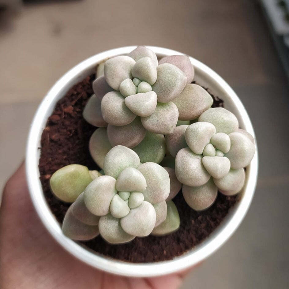 Pachyveria Oviferum Roseum (Moonstones) Succulent Plant