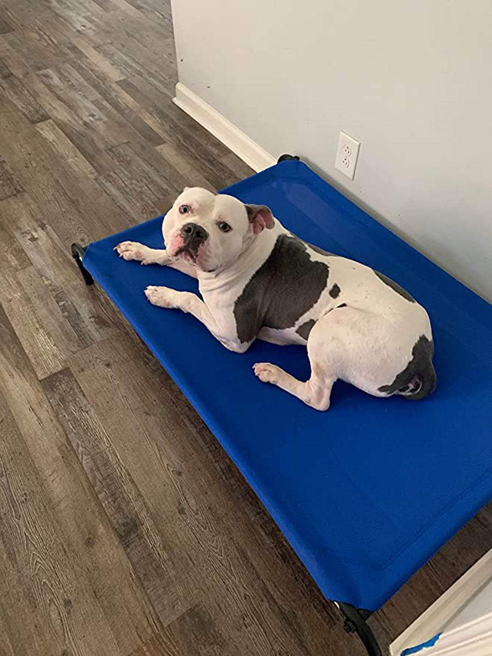 PHYEX Elevated Dog Bed， Raised Cooling Pet Cat Bed， 43.5