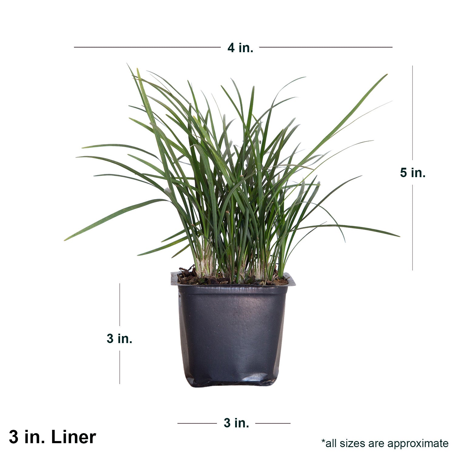 Mondo Grass - 18 Pack (3.25 In. Pots) Evergreen Groundcover - Full Sun to Part Sun Live Outdoor Plant