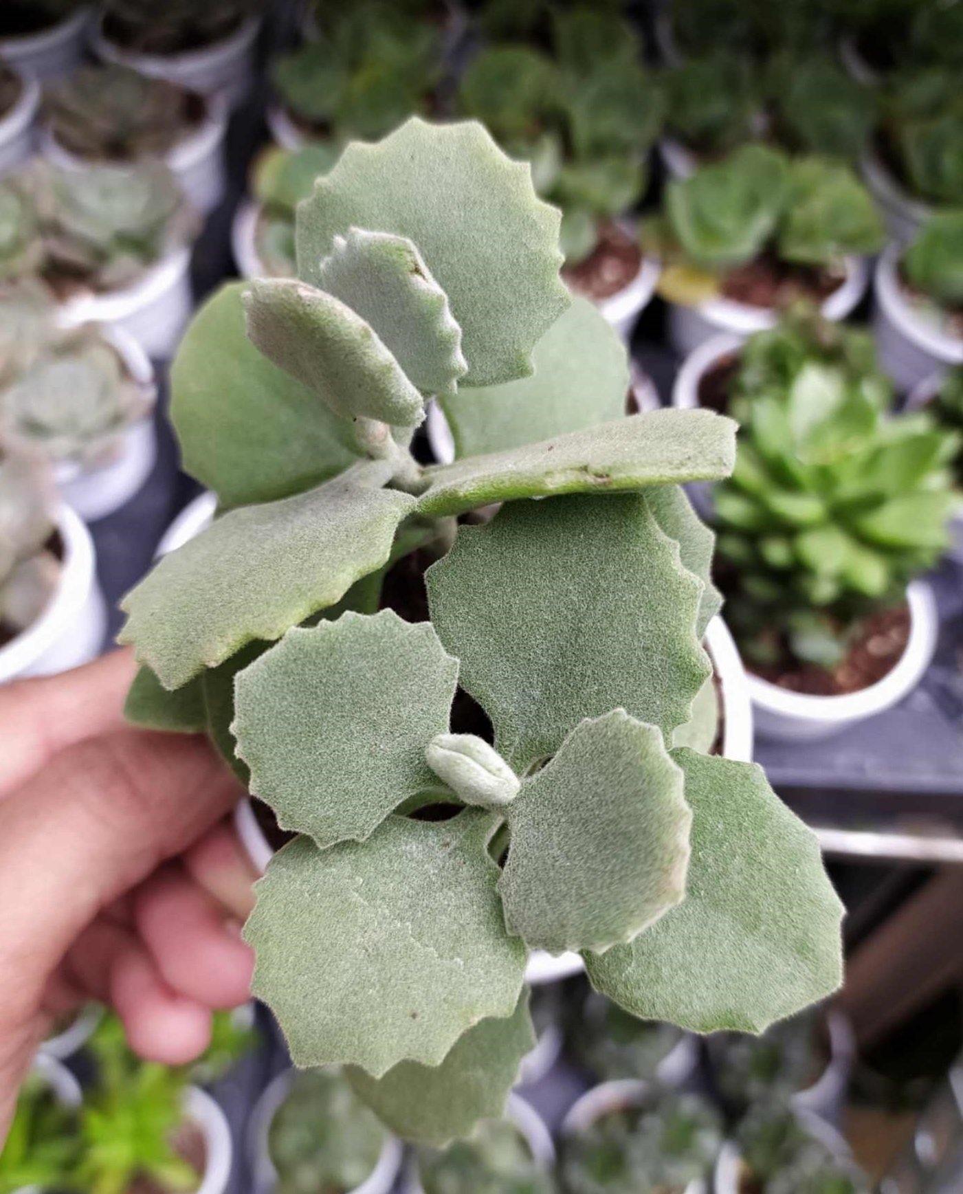 Kalanchoe Millotii Succulent Plant