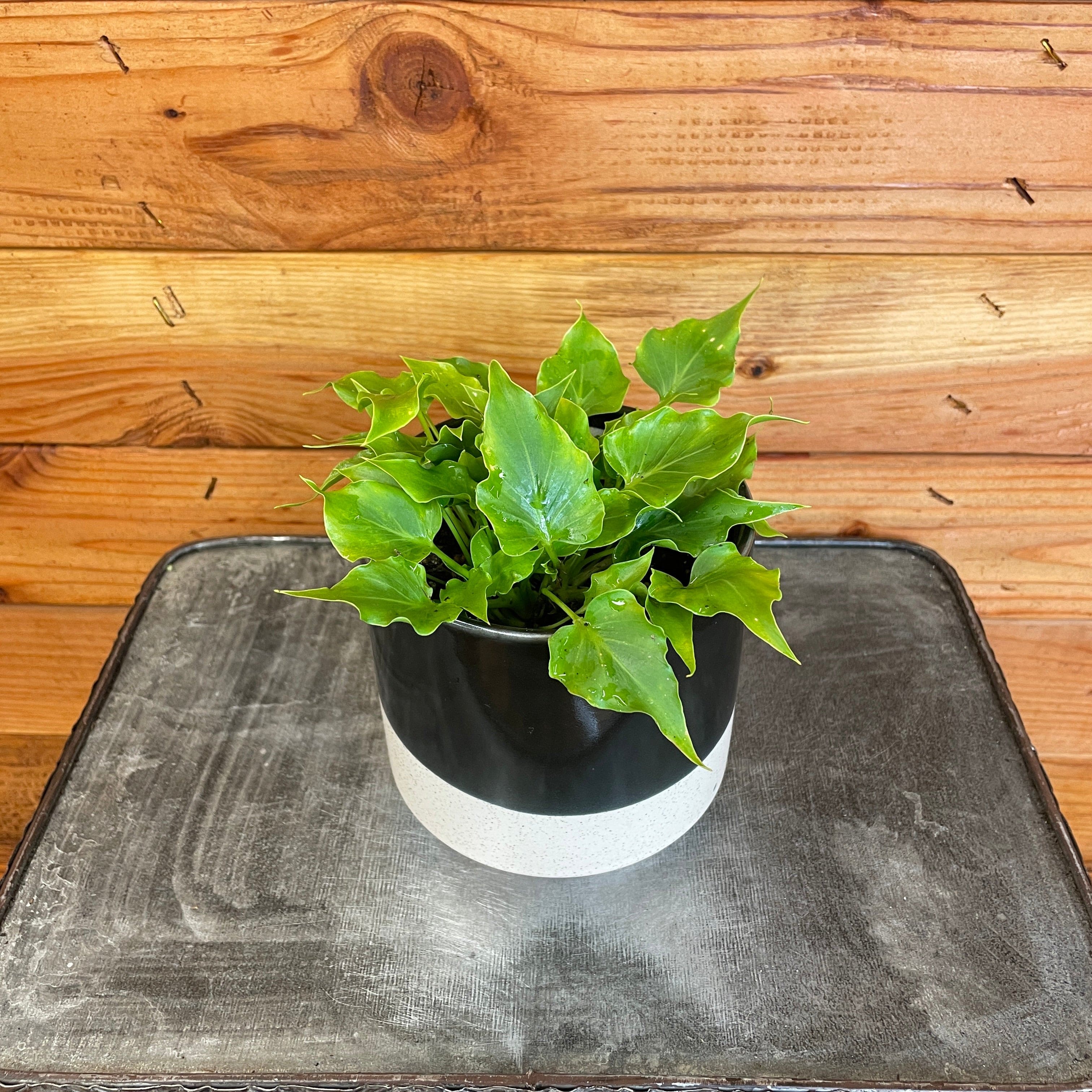 Philodendron Baby Hope， 4