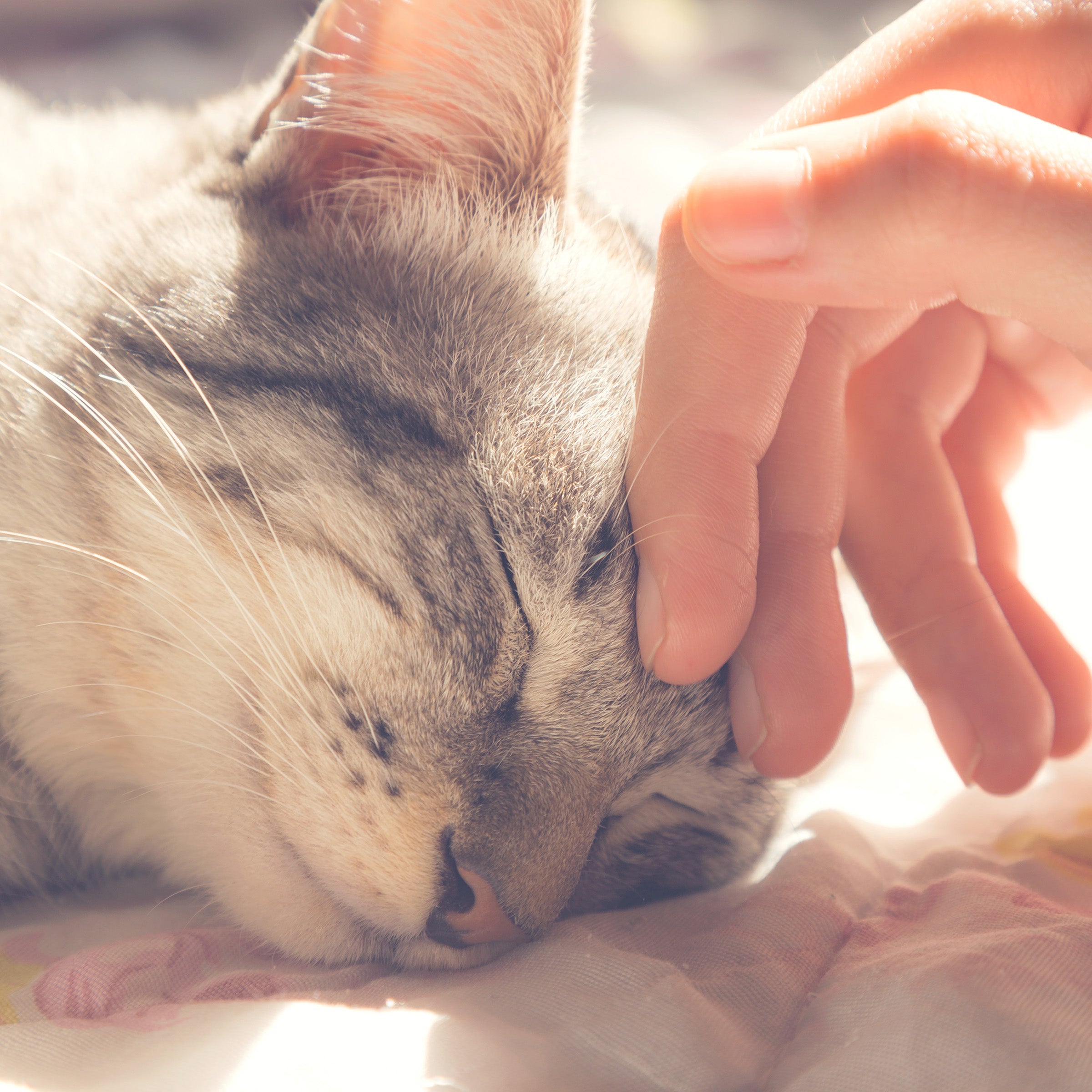 Cat House - Indoor Bed with Removable Foam Cushion - Cat Cave for Puppies， Rabbits， Guinea Pigs， and Other Small Animals by PETMAKER (Animal Print)