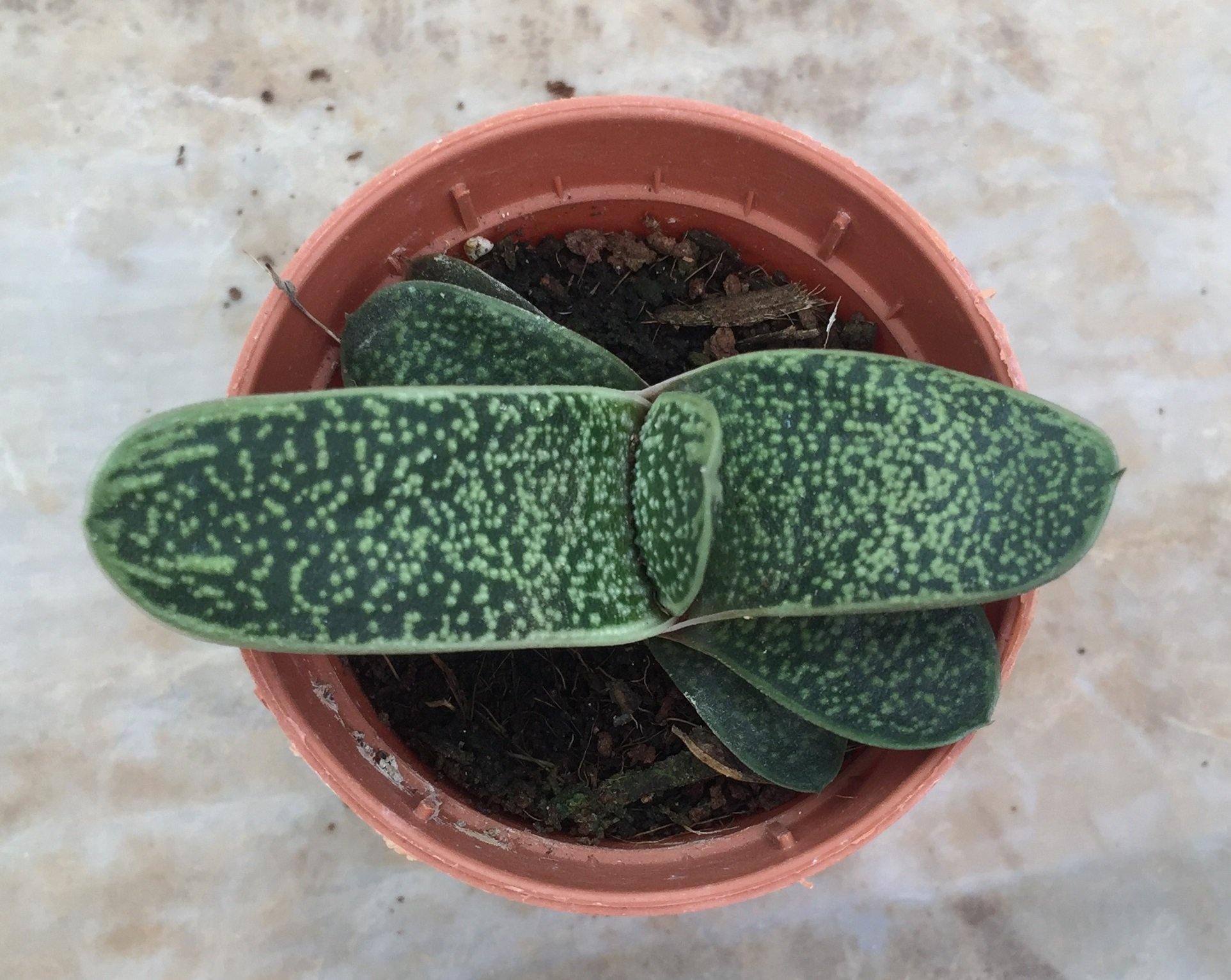 Gasteria Little Warty Small Succulent Plant