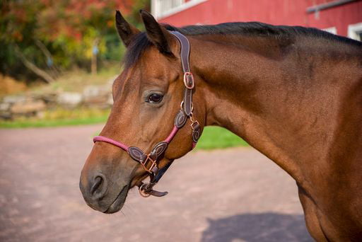 Henri de Rivel Leather Rope Halter for Horse