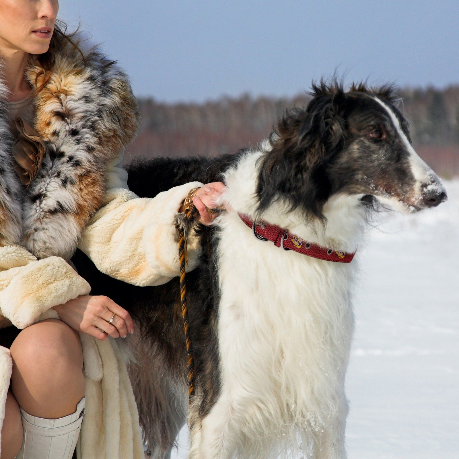 Pets First NCAA College LSU Tigers PREMIUM SPORTY DOG COLLAR， LIMITED EDITION， Best and Toughest Heavy-Duty Dog Collar， Medium