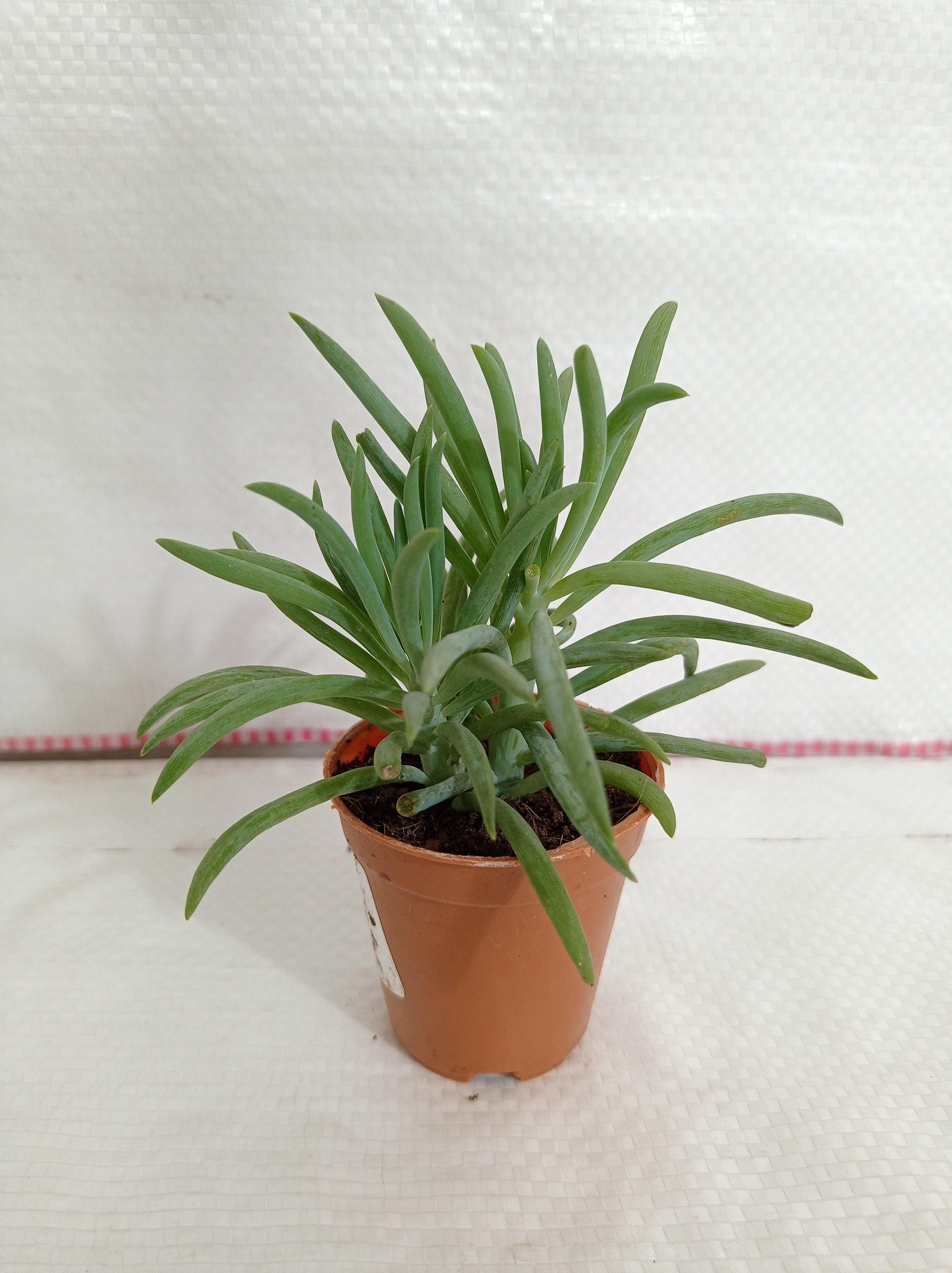 Senecio Cylindricus (Leaf Chalk Sticks) Small Succulent Plant