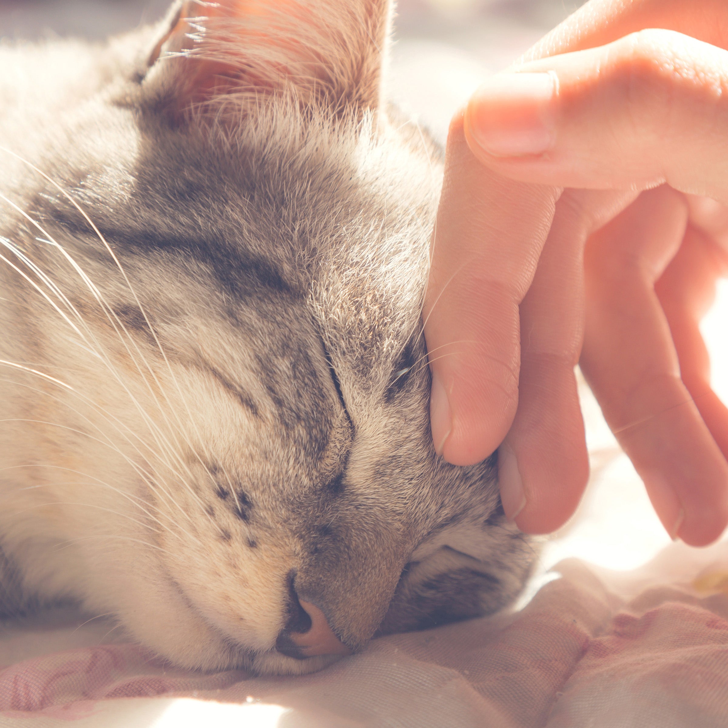 Pet Bed Cave ? Cat Houses for Indoor Cats with Removable and Washable Cushioned Cat Bed for Kittens or Small Dogs by PETMAKER (Blue)