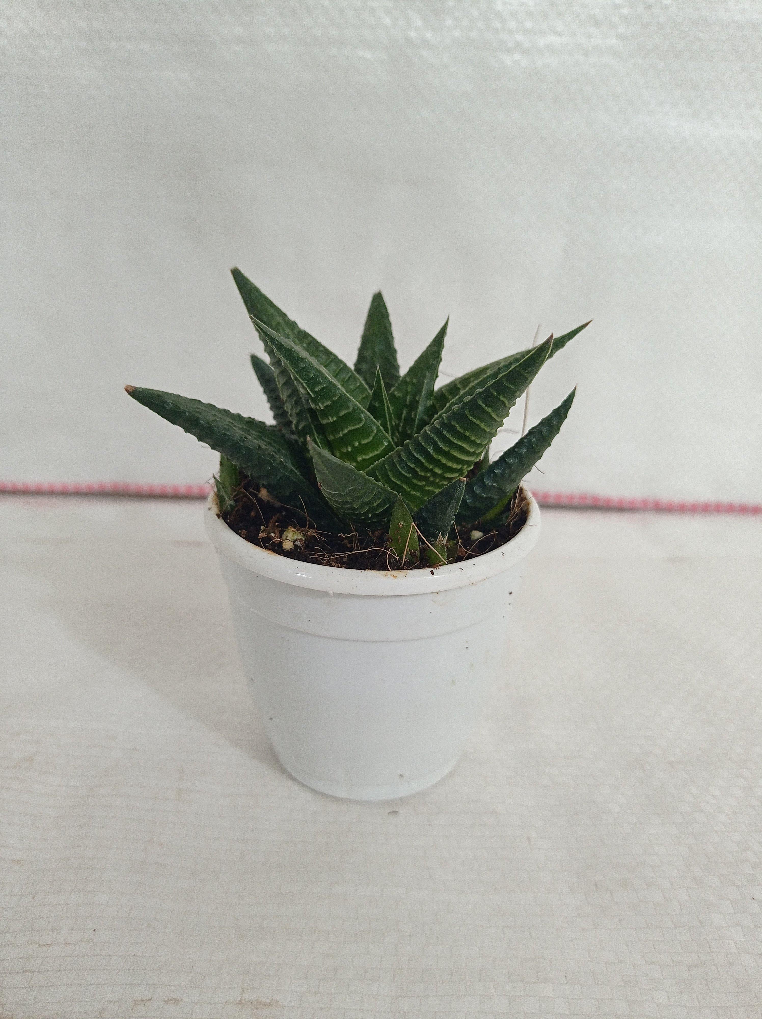 Haworthia Limifolia Fairy Washboard Succulent Plant