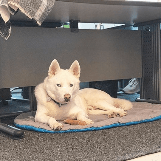 ChuckIt! Pet Travel Dog Bed， Large， Gray