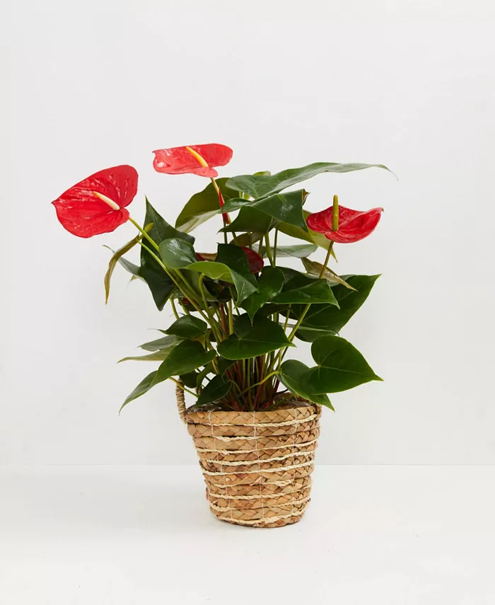 Lively Root Flamingo Flower Live Plant， 6