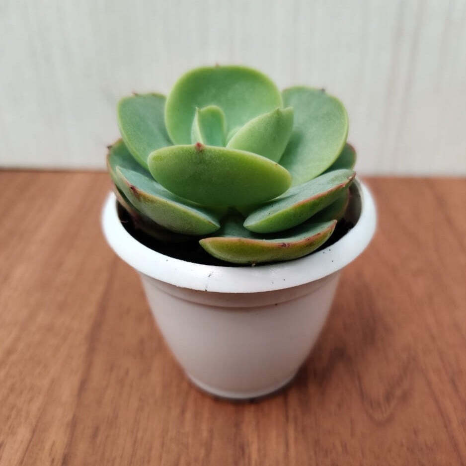 Echeveria Green Spoon Small Succulent Plant