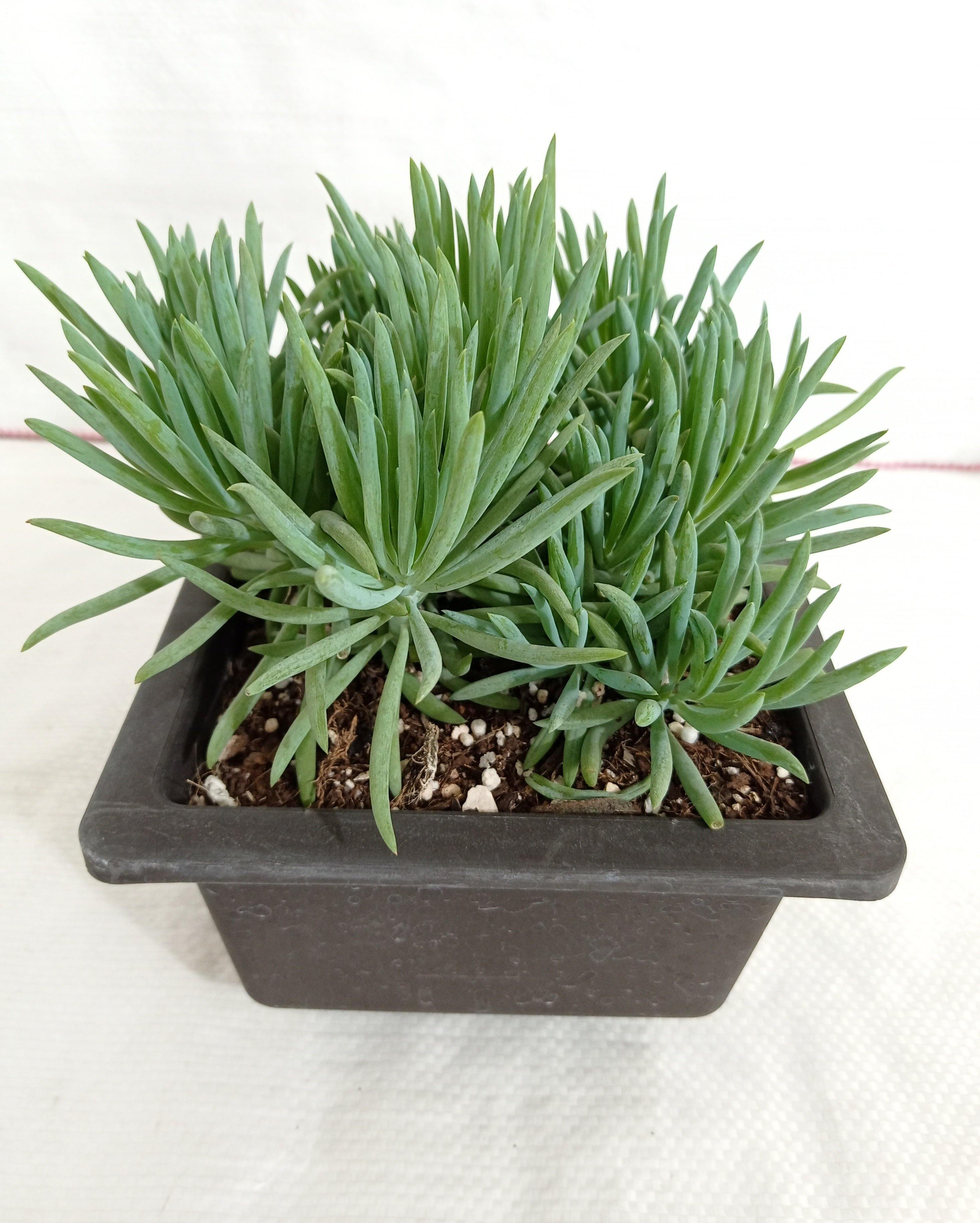 Senecio Cylindricus (Leaf Chalk Sticks) Big Succulent Plant