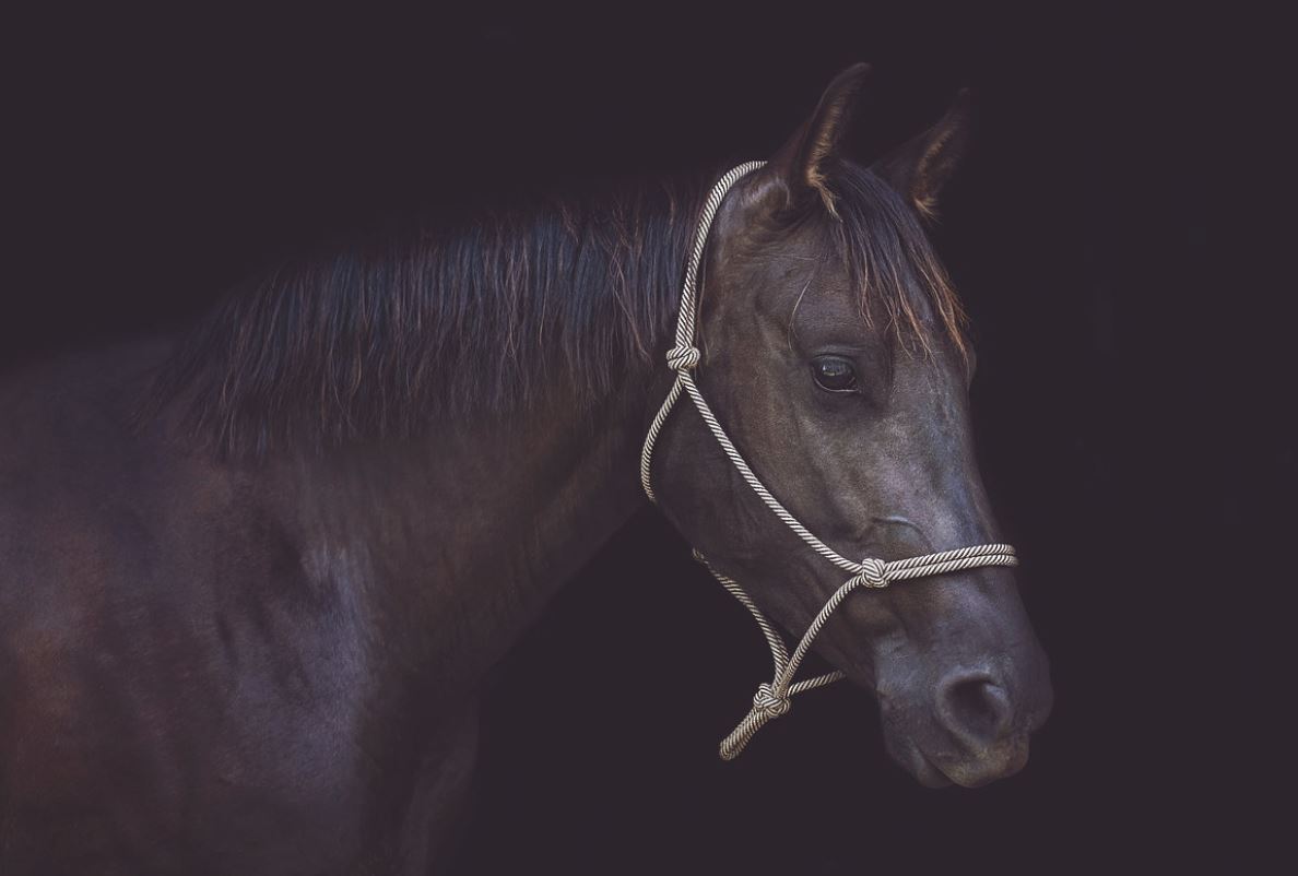 Weaver Leather Silvertip No95 Rope Average Black