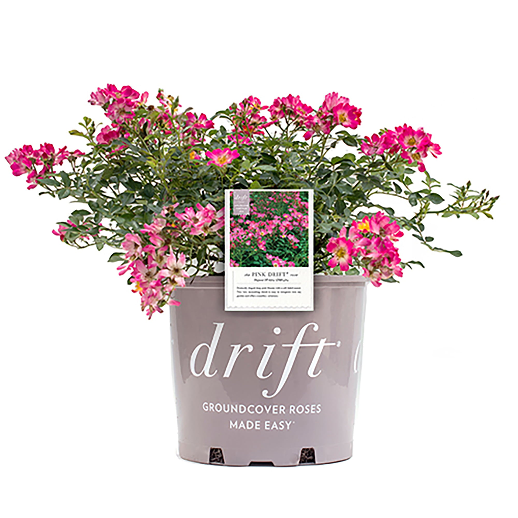 Drift Pink Rose Live Shrub (2 Gallon)