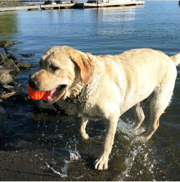 Wunderball Dog Toy Fetch Ball by WackyWalkr