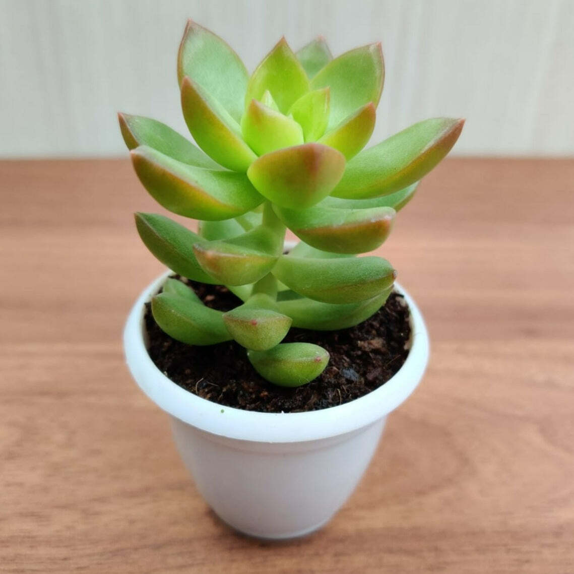 Sedum Adolphii (Sedum Golden Glow)  Small  Succulent Plant