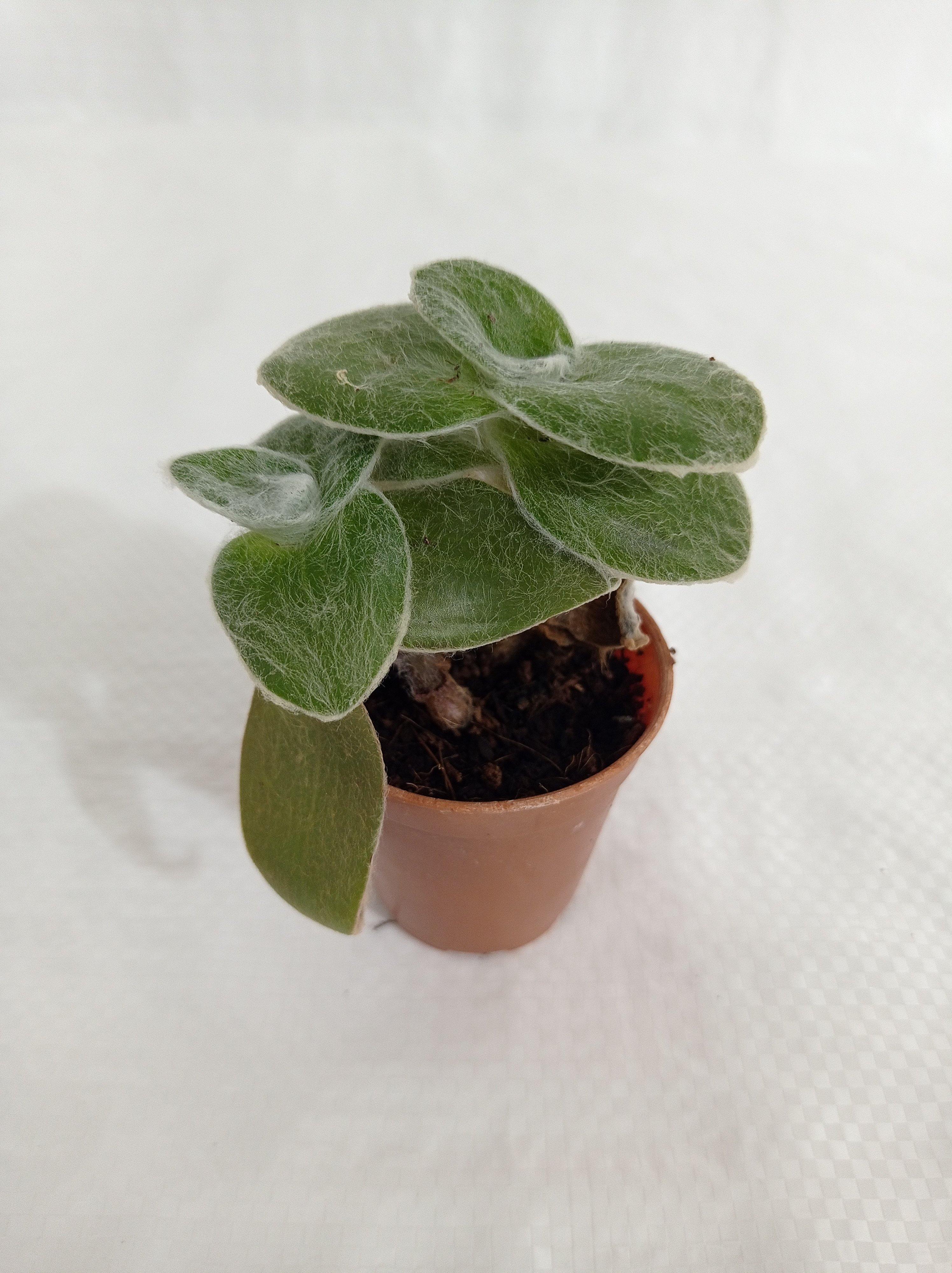 Tradescantia Sillamontana Small Succulent Plant