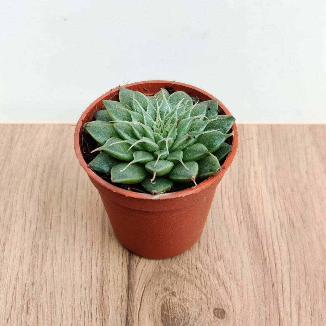 Graptopetalum Filiferum Small Succulent Plant