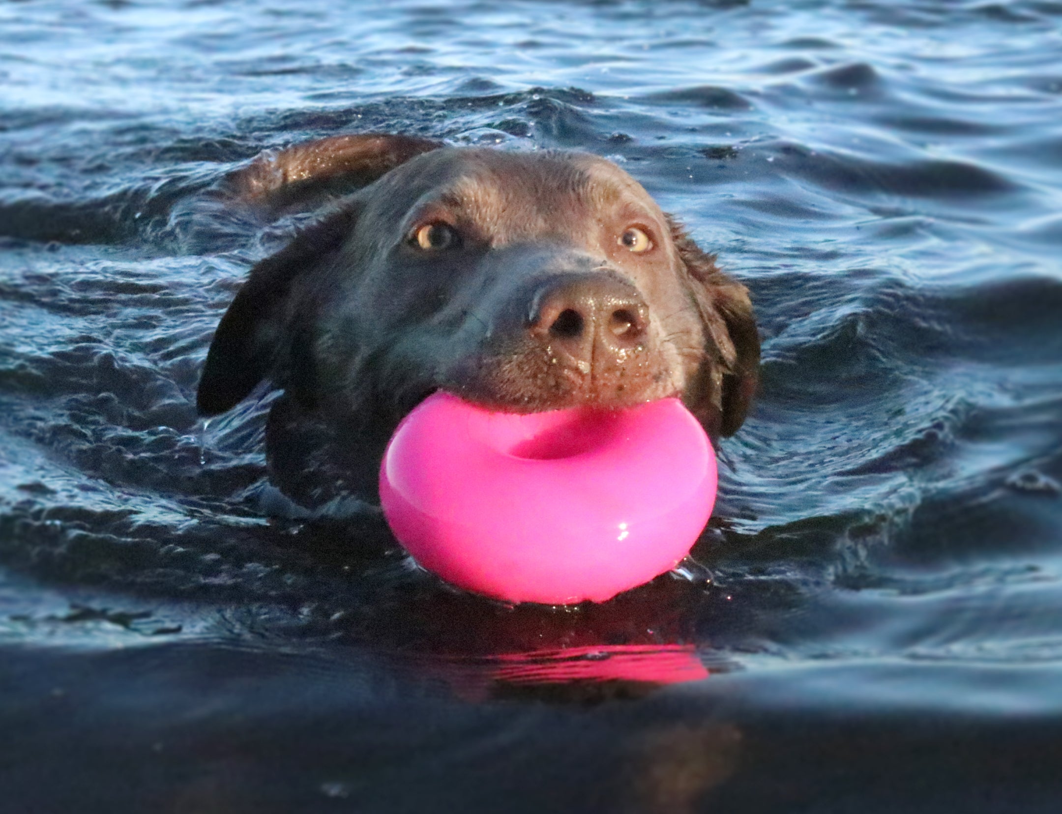 Dawg Nut Rubber Retrieving Dog Toy by RuffDawg