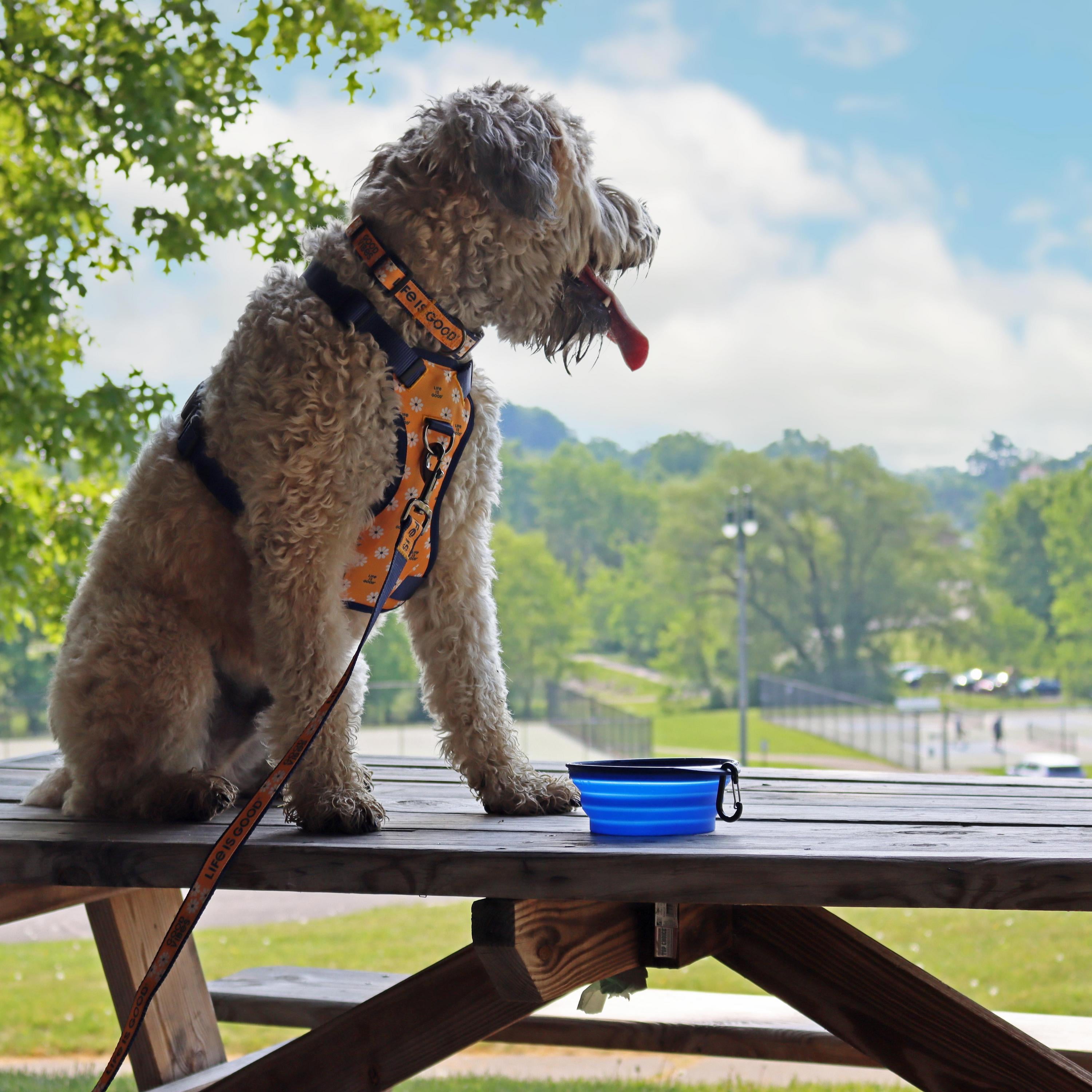 Life is Good® Canvas Overlay Dog Collar， Yellow Good Vibes， 5/8