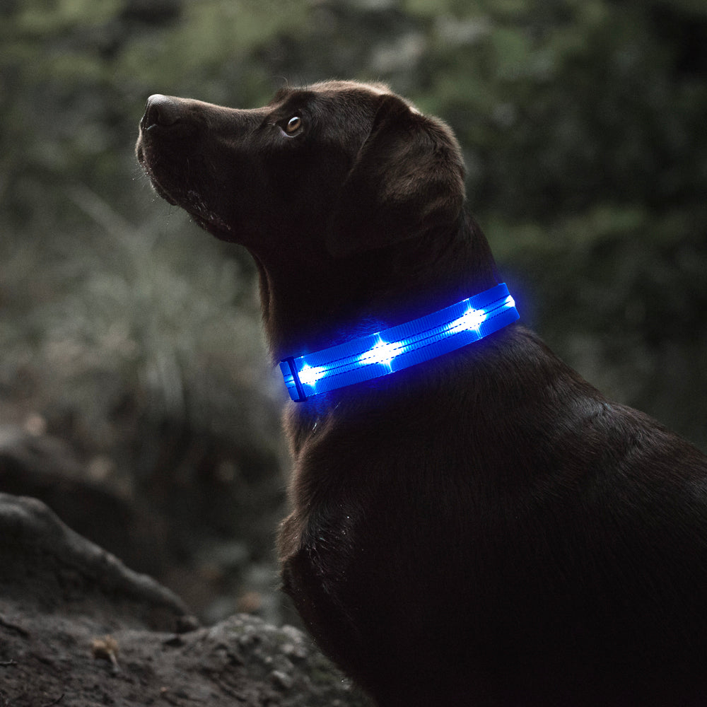 Bseen LED Dog Collar - Light up Dog Collar USB Rechargeable for Night Dog Walking(Blue， Large)