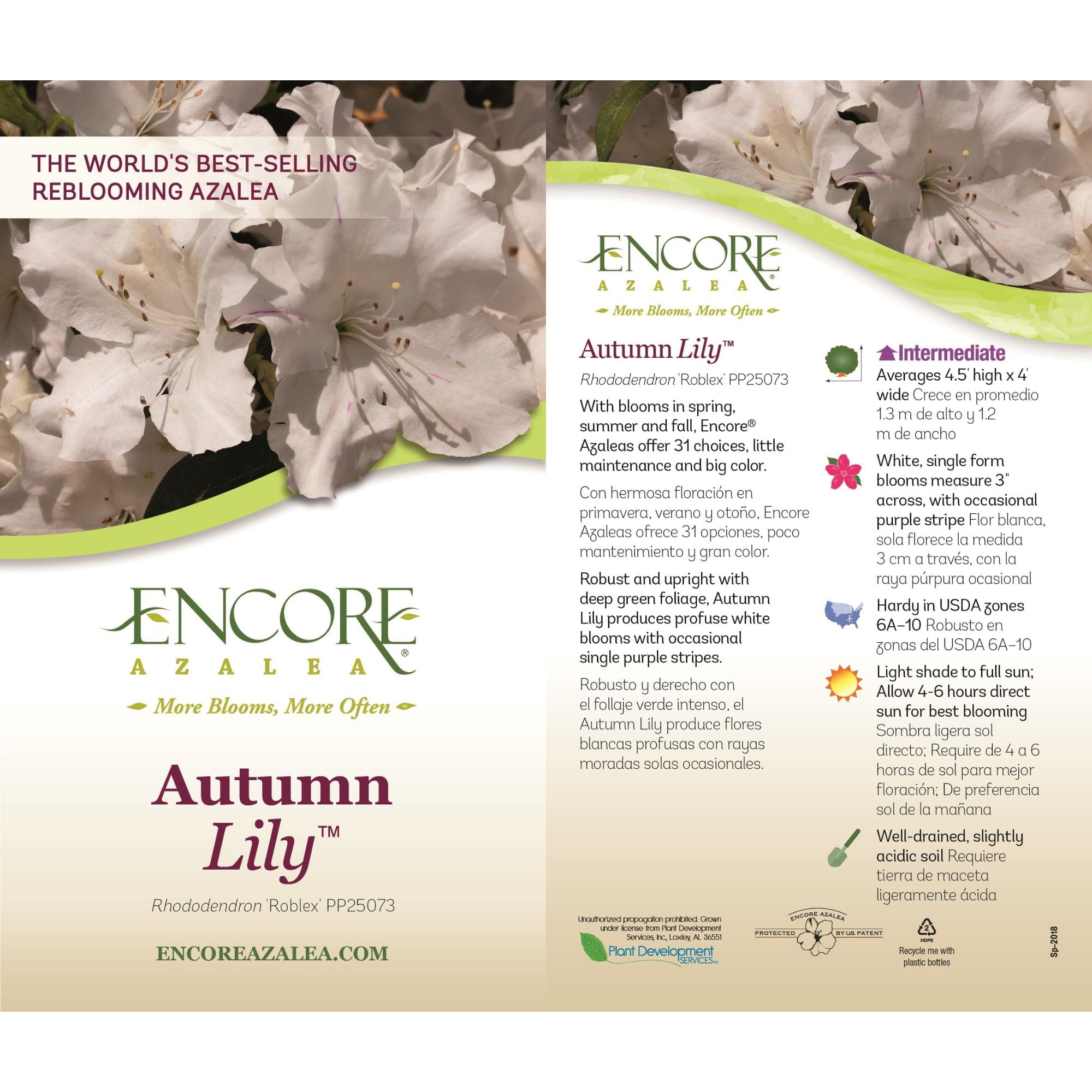 Azalea Encore Autumn Lily Live Shrubs (3 Gallon)