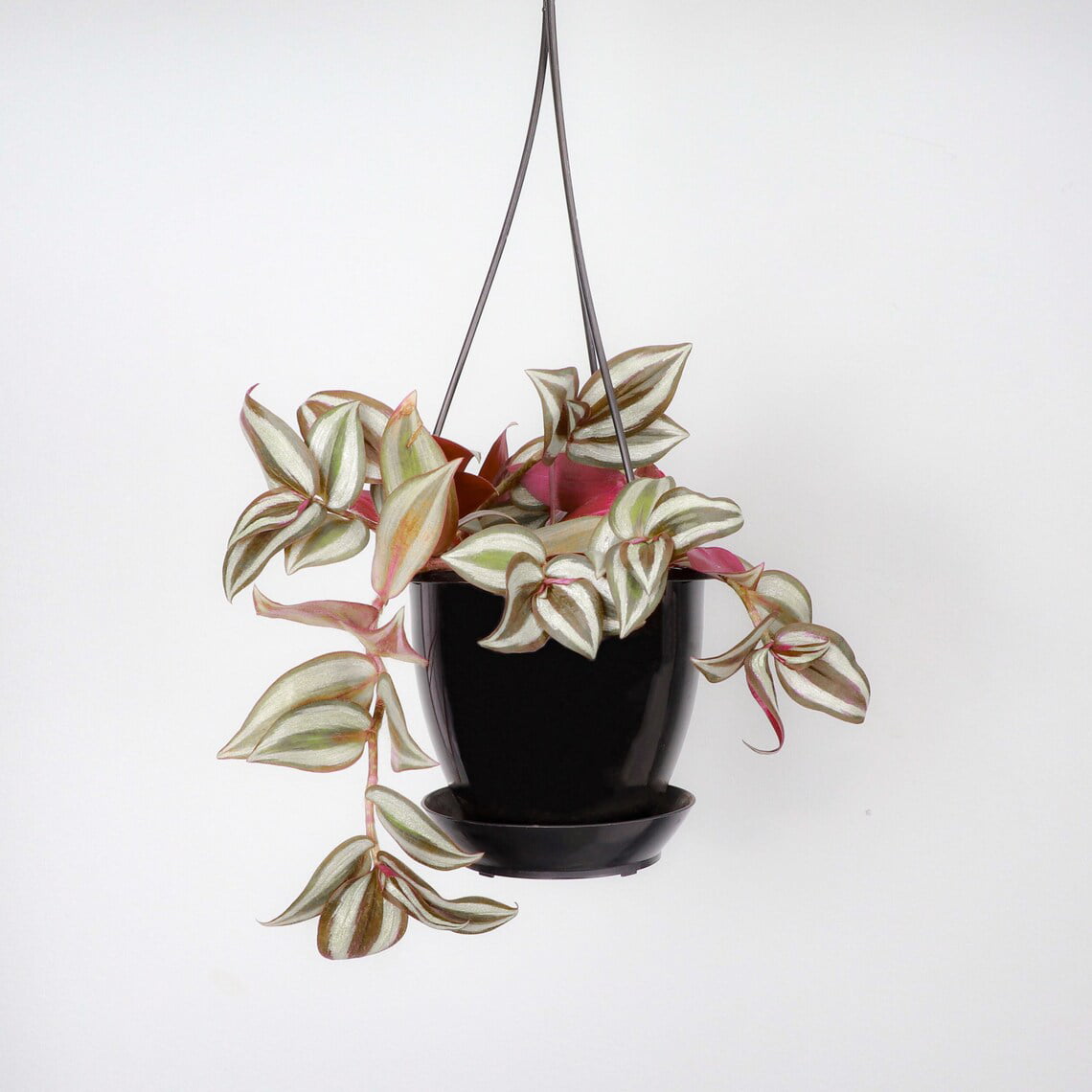 Live Tradescantia Zebrina Plant - 4" Hanging Pot - Black