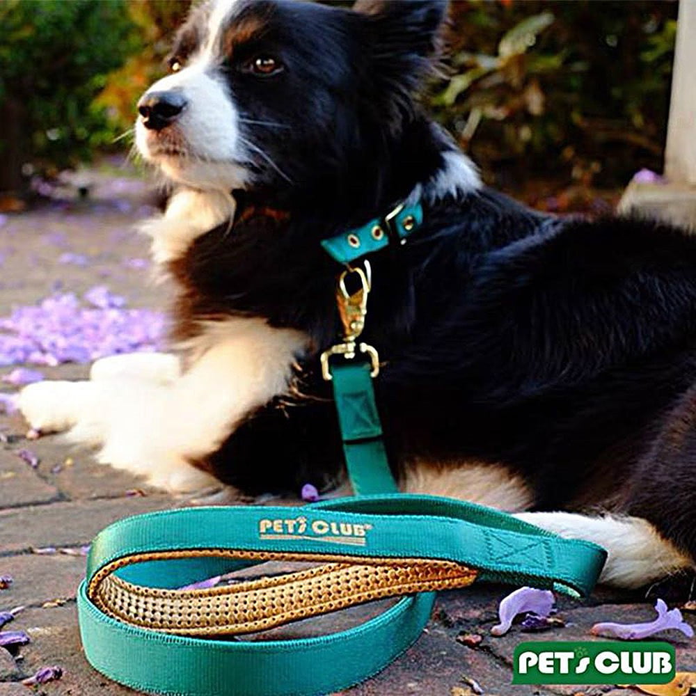 Heavy Duty Collar with Metal Buckle Zinc Alloy Fittings for Medium Large Dogs，Green Gold Wide Type