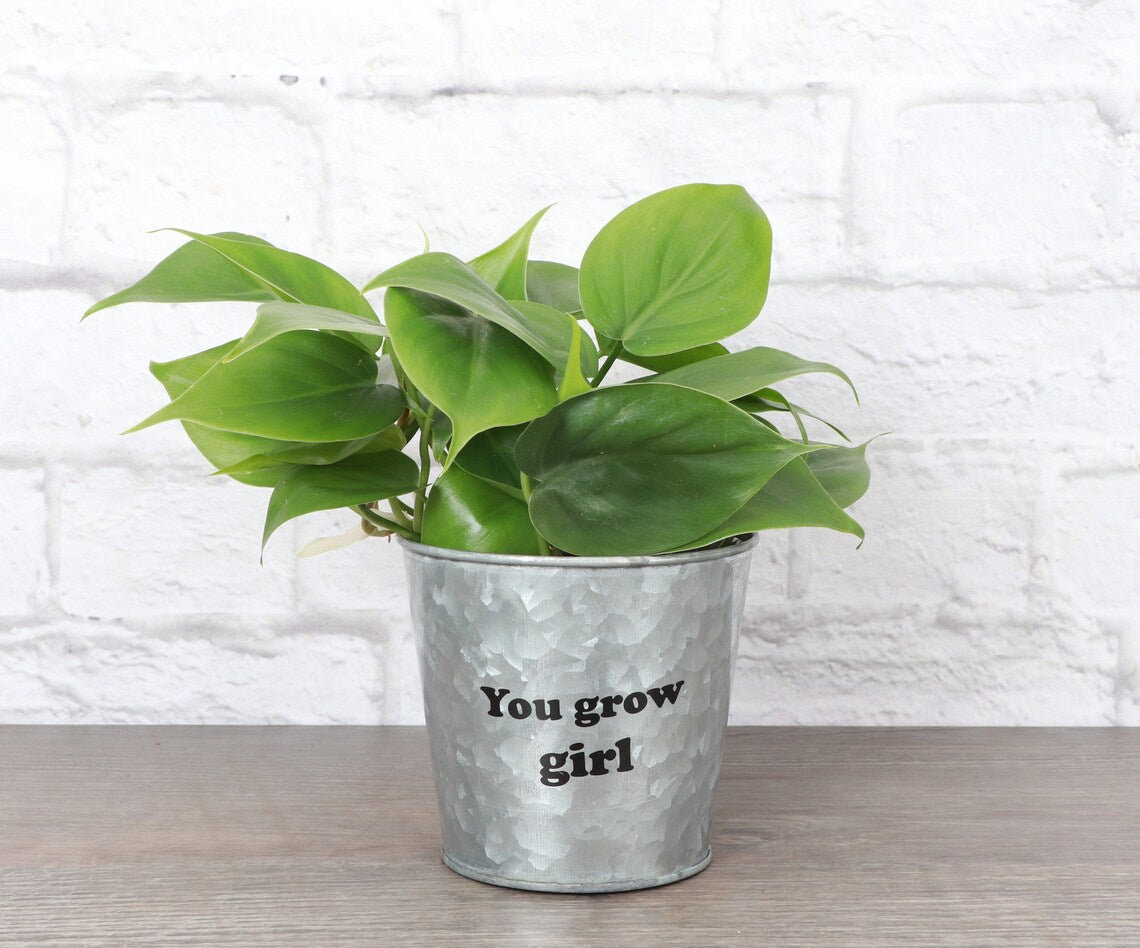 Live Heartleaf Philodendron Plant - 4