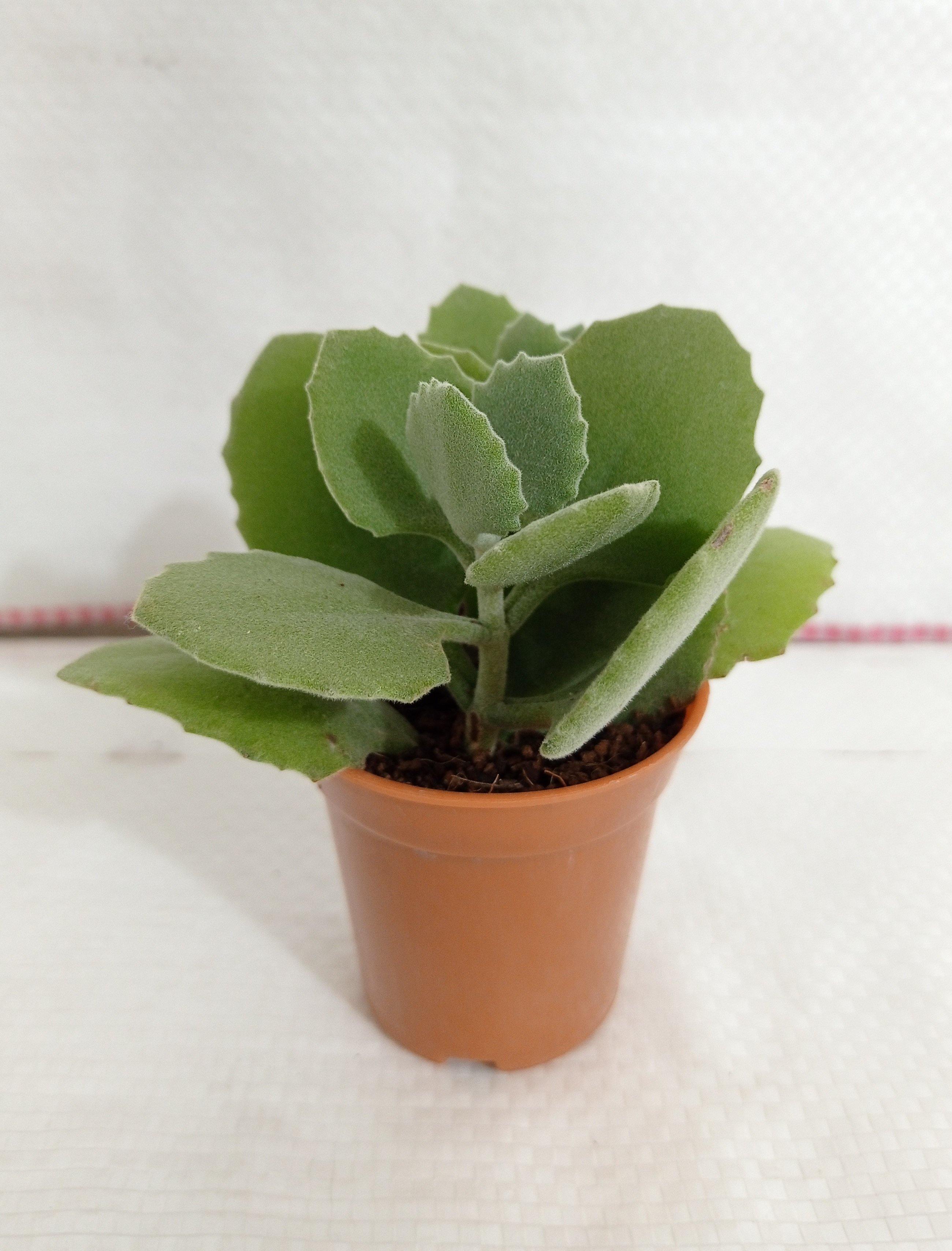 Kalanchoe Millotii Small Succulent Plant