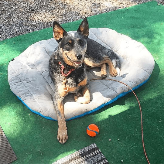 ChuckIt! Pet Travel Dog Bed， Large， Gray