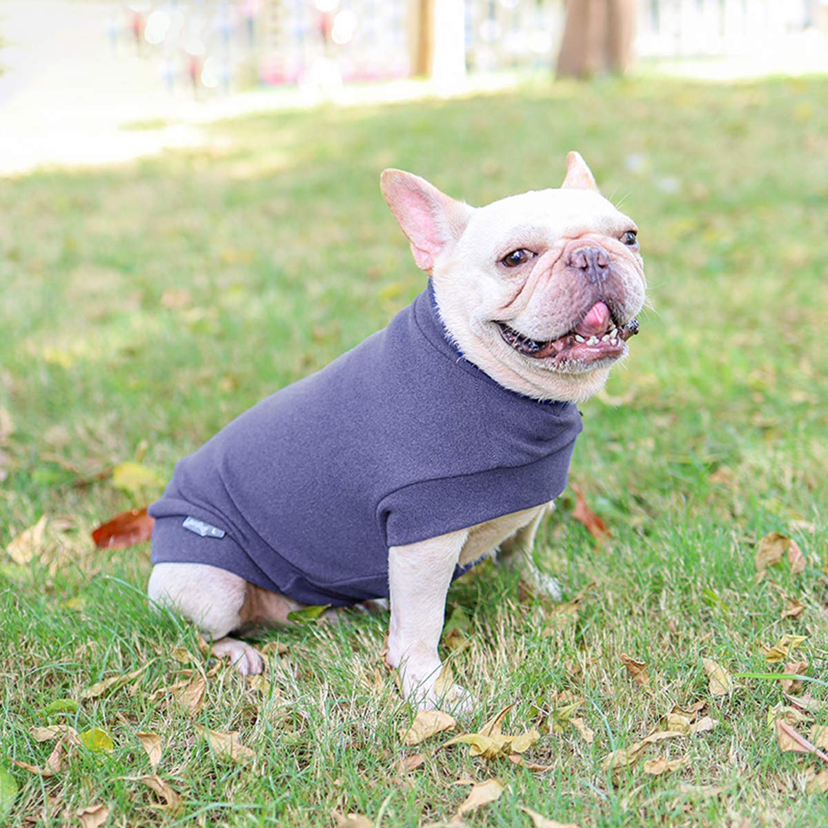 ROZKITCH Hairless Cat Sweatshirt Small Dog Hoodie Fleece Dog Sweatshirt Spring Soft Vest Thickening Warm Cat Sweater Puppy Clothes Sweater Pet Pajamas for Small Dog Cat Puppy Kitten