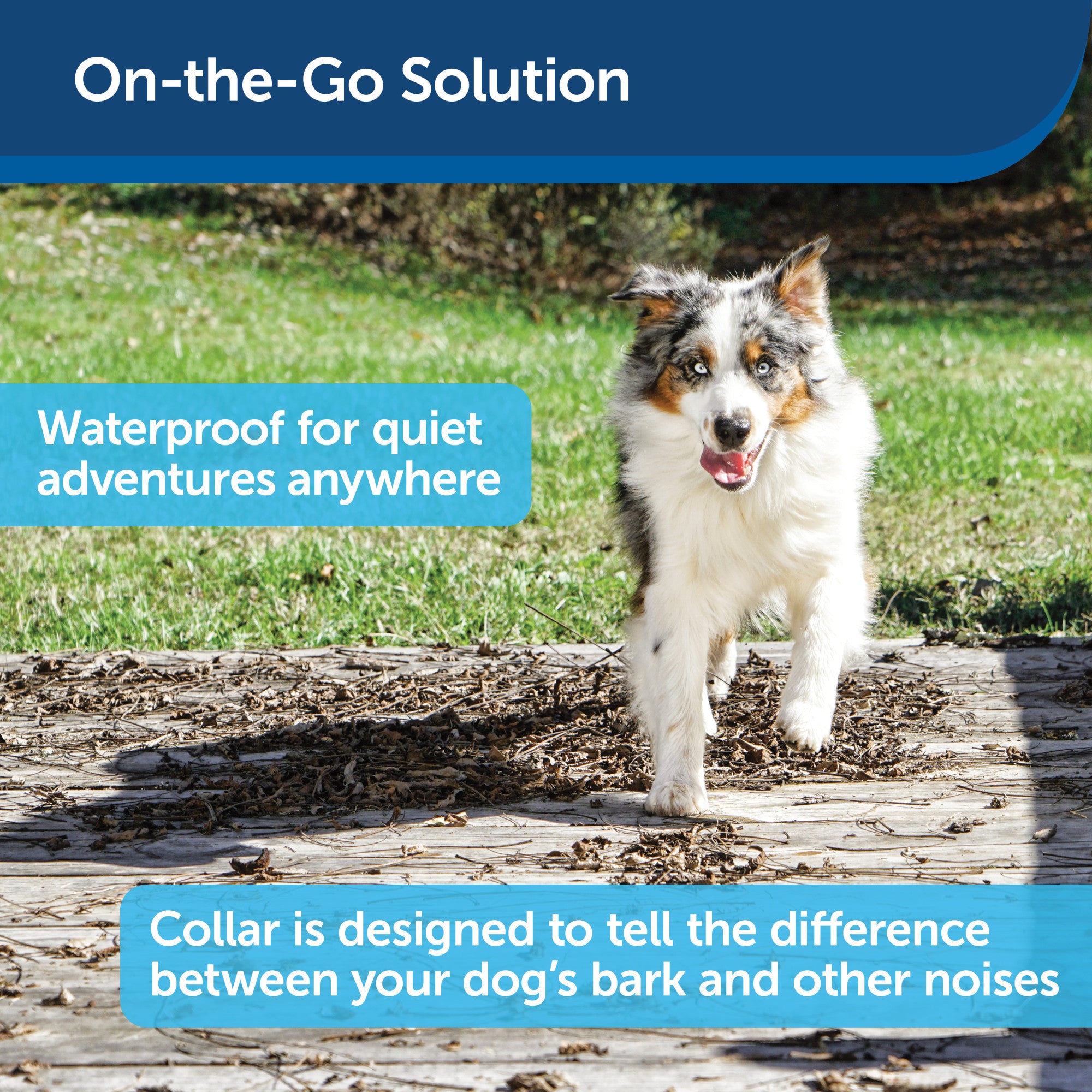 PetSafe Basic Bark Control Collar for Dogs + 8 lb.， Automatic 6 Correction Levels， Waterproof