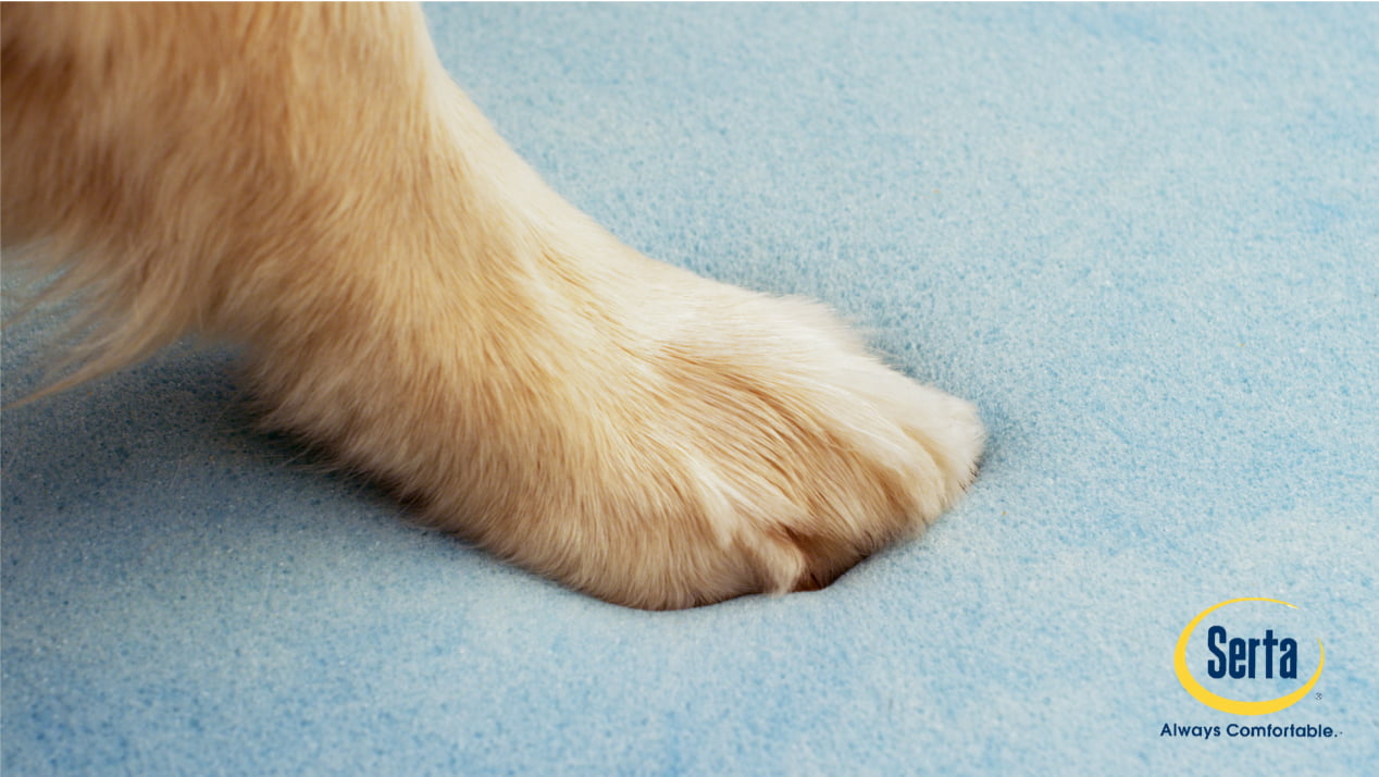 Serta Gel Memory Foam Quilted Ortho Couch Dog Bed， Small， Grey