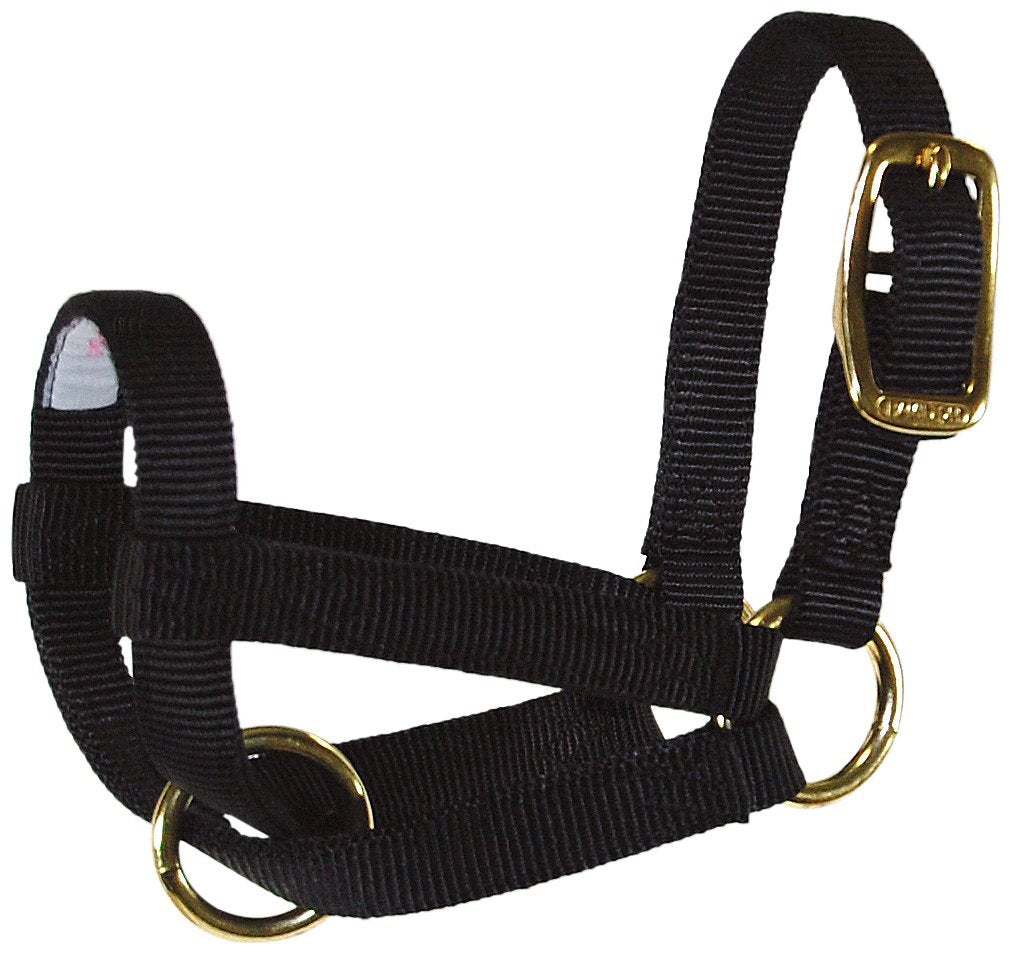 Hamilton Halter Livestock Goat Adjustable Durable Nylon Strap Kid Black 3/4 inch