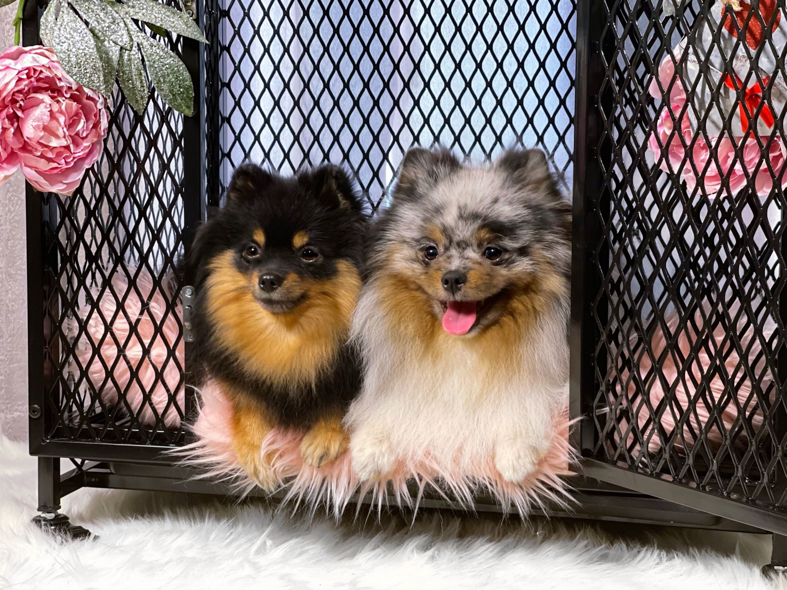 Morgete Dog Crate Furniture Wooden Dog House Small Medium Large Dogs with Cushion Tray