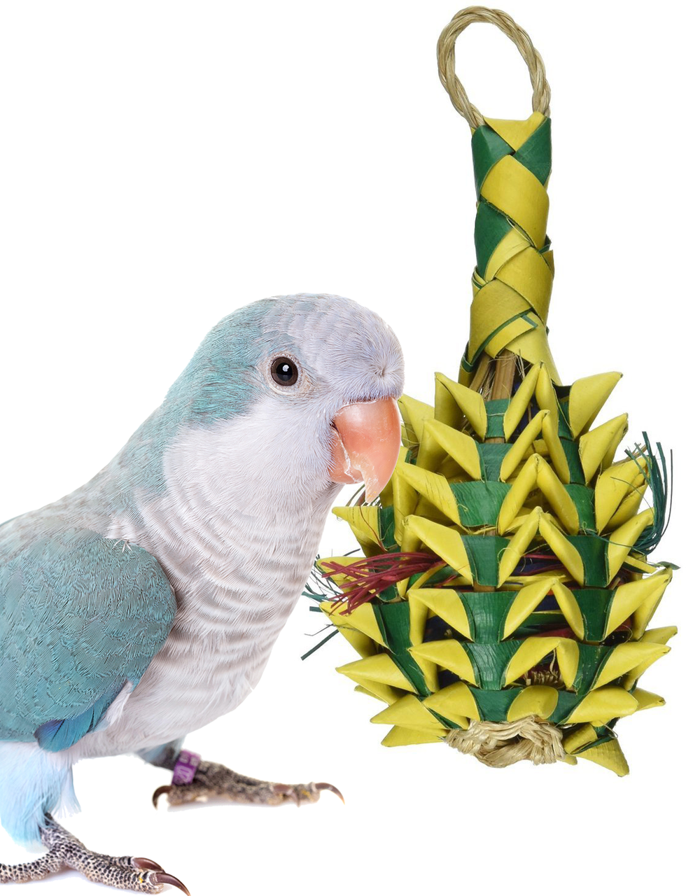 03364 Small Pineapple Foraging Bird Toy