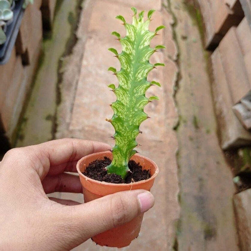 Euphorbia Rubra (African Milk Tree) Green Small Succulent