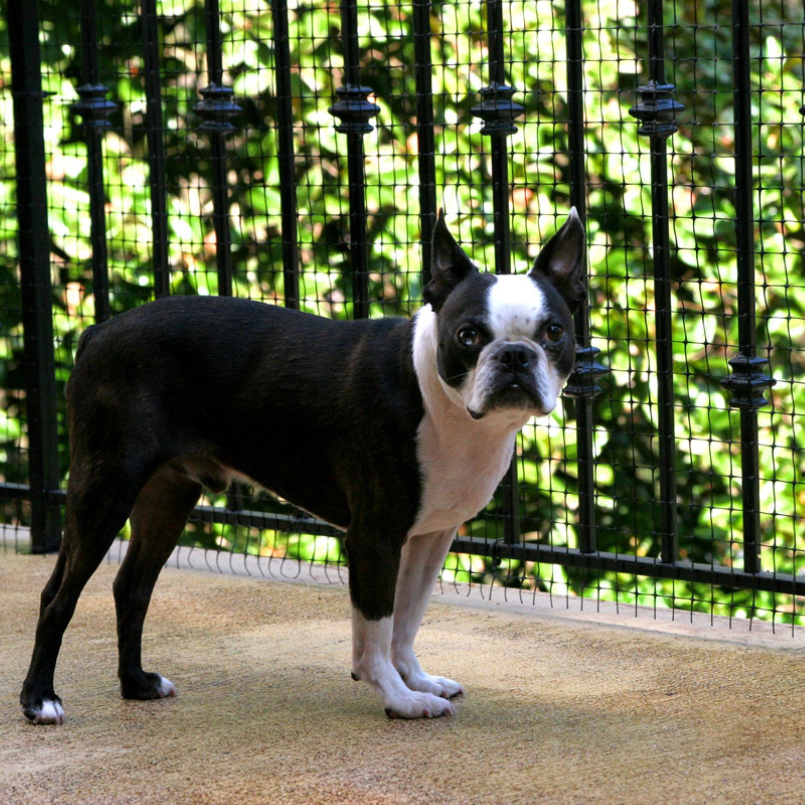 Cardinal Gates Deck Shield Outdoor Pet Safety Netting， Black