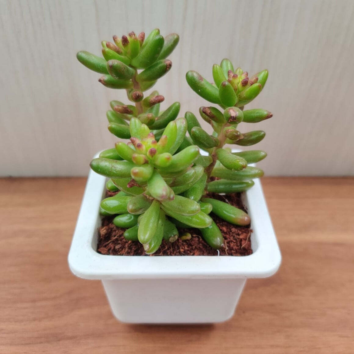 Sedum Rubrotinctum Jelly Bean Small Succulent Plant