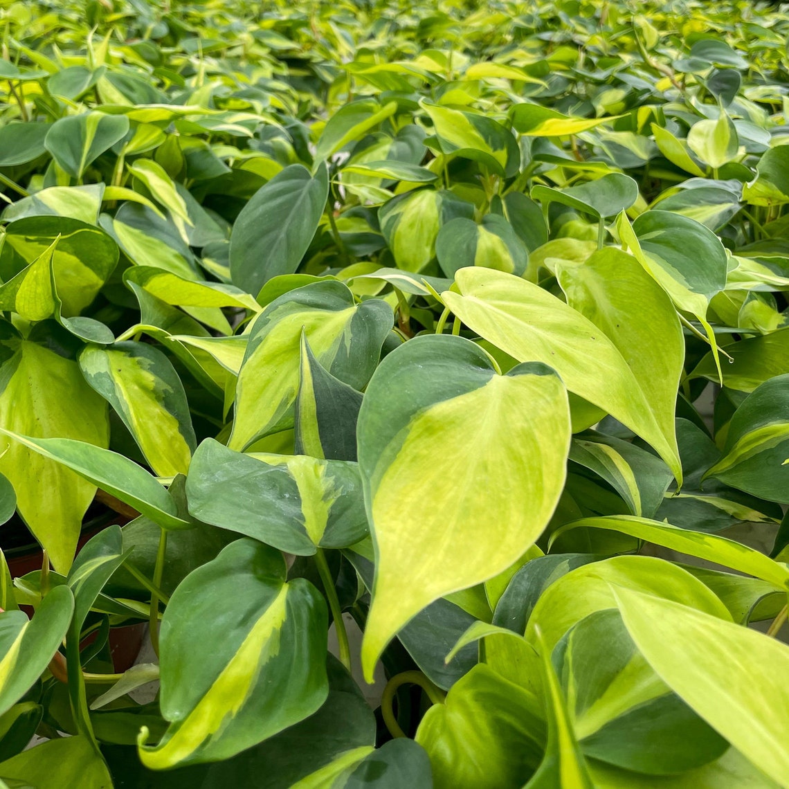 Live Brazil Philodendron Plant - 4