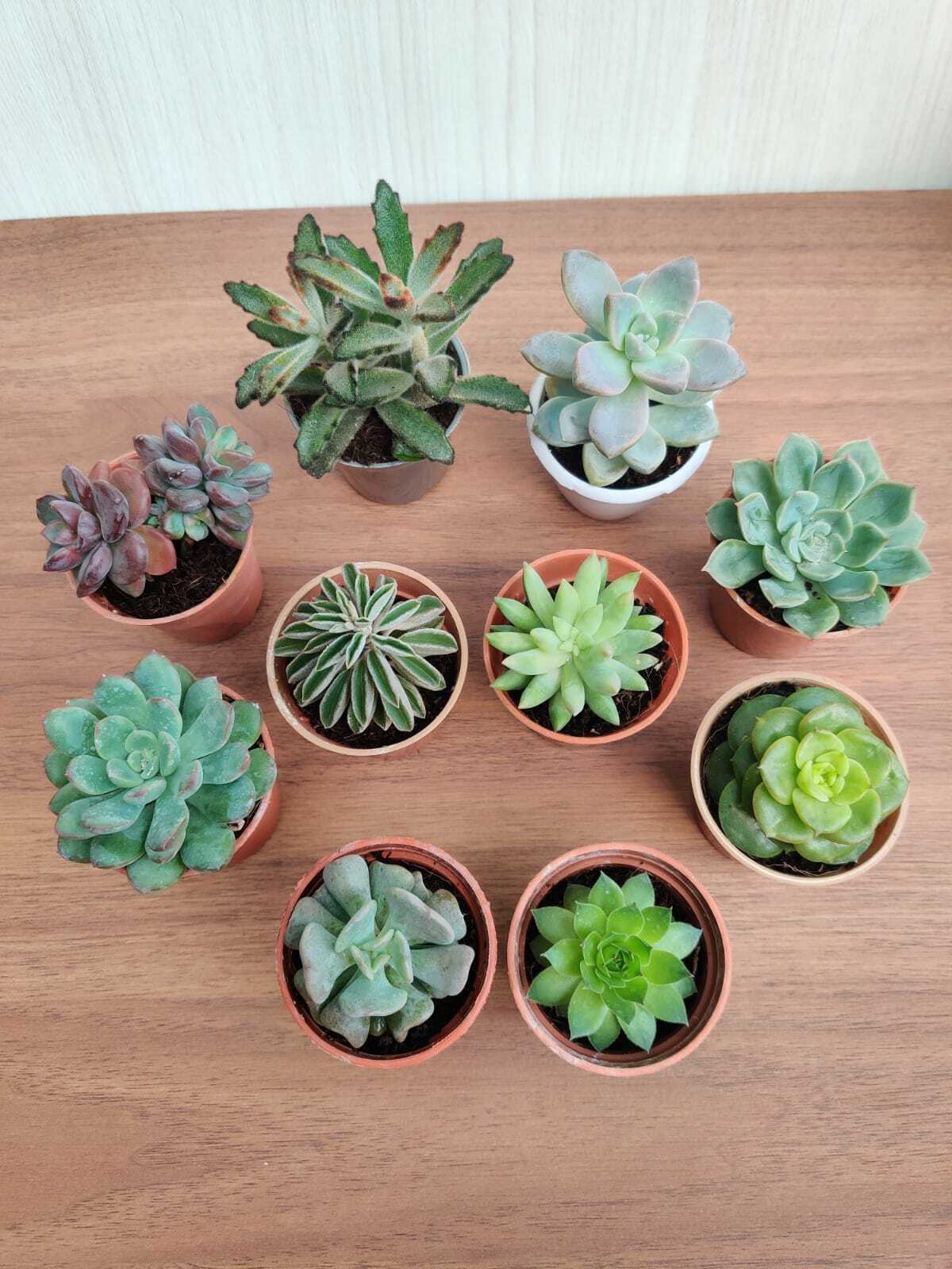 Assorted Succulent Plants (Pack of 10) (Any 10 Succulents)