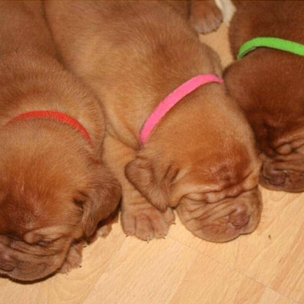 〖Hellobye〗12Pcs Newborn Adjustable Puppy ID Collar Reusable Breeders