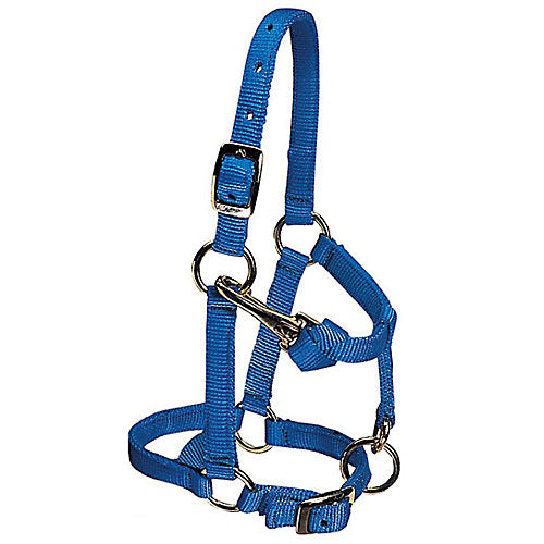 Weaver Mini Adj Nylon Halter Brass Avg Mini Blue