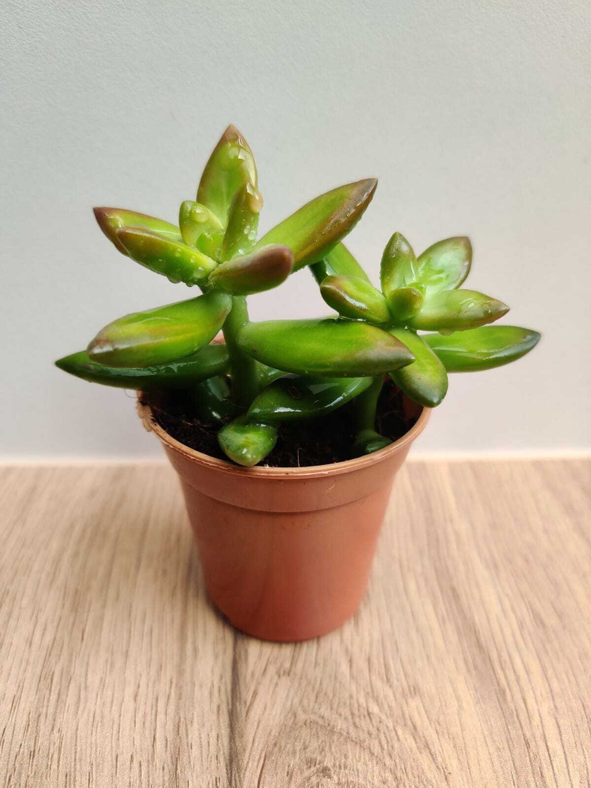 Sedum Adolphii 'Firestorm' Small Succulent Plant